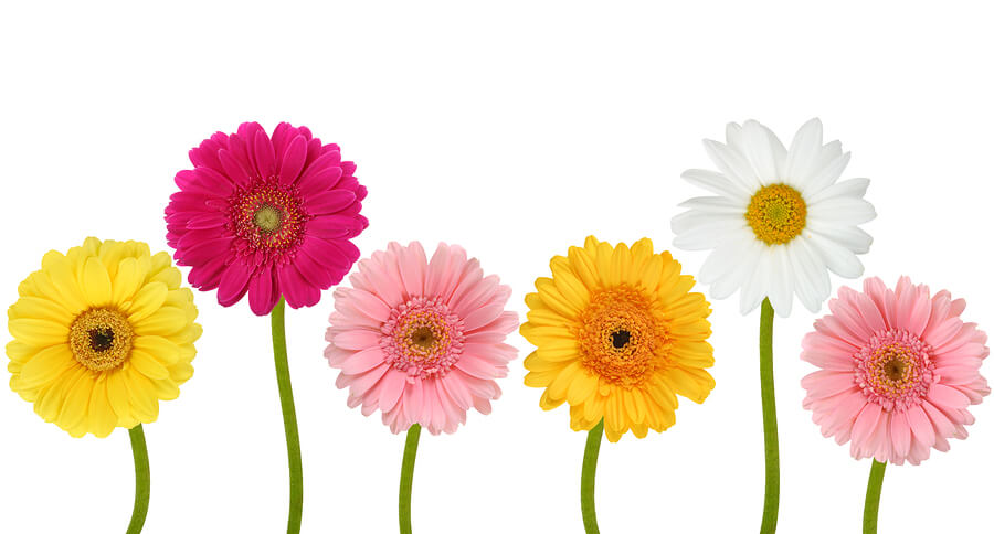 Colorful flowers isolated on a white background